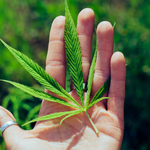CBD for Rheumatoid Arthritis: Exploring the Benefits and Limitations